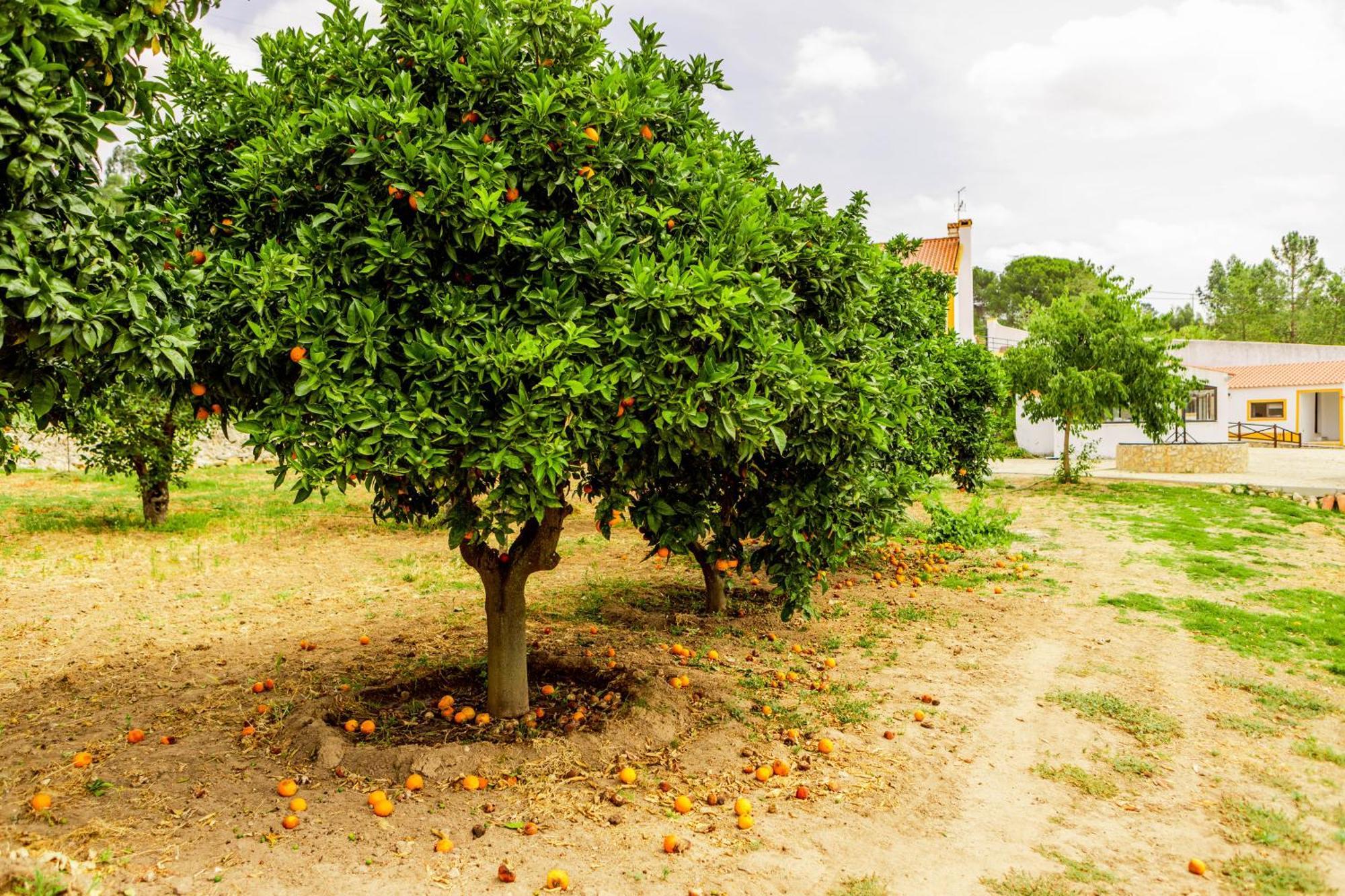 Quinta O Refugio Villa Azambuja Kültér fotó